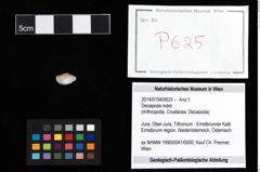 Foto (Objekt + Etikett) von Decapoda indet.  (NHMW-GEO-2014-0194-0625)
